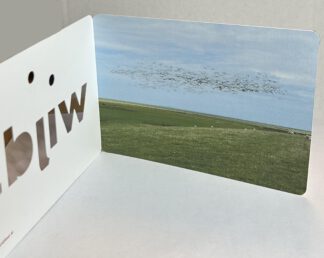 Photograph of a large flock of birds flying across a blue sky above a green field.